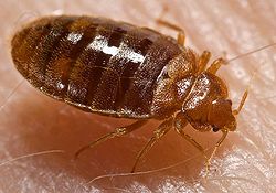 bed bugs orange county la riverside