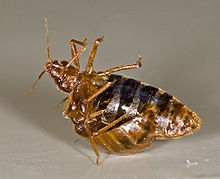 bed bugs orange county la riverside